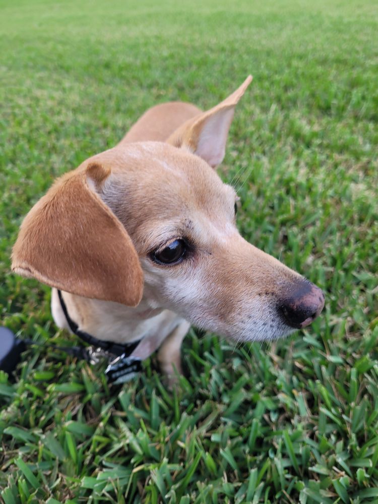 InHome Pet Sitting and DropIn Visits The Villages, Florida